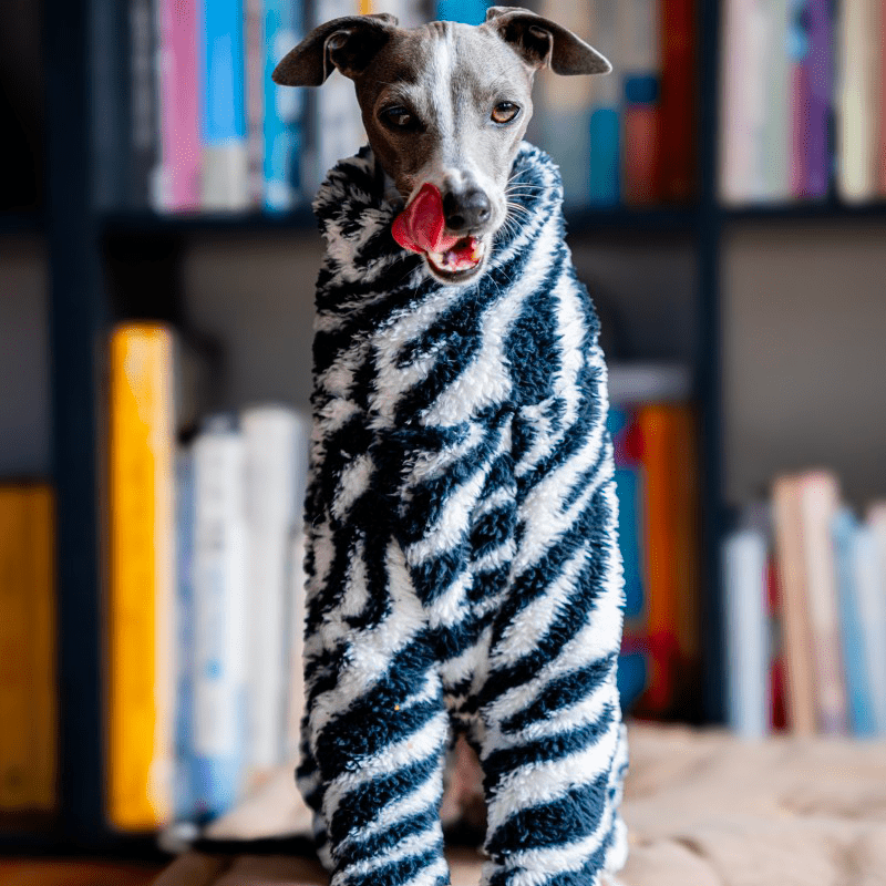 Dog Onesies Zebra Pattern for Italian Greyhound Whippet Clothes - PIKAPIKA