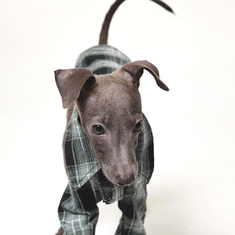Dog Plaid Shirt Cotton for Italian greyhound Whippet Clothes - PIKAPIKA