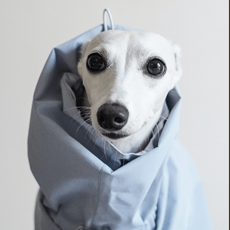 Dog Raincoat Outdoor Jacket Waterproof Detachable Italian greyhound Whippet Dachshund Fit - PIKAPIKA