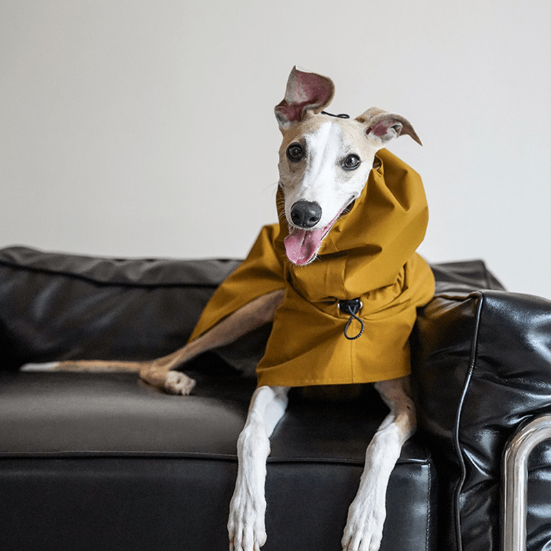 Dog Raincoat Outdoor Jacket Waterproof Detachable Italian greyhound Whippet Dachshund Fit - PIKAPIKA