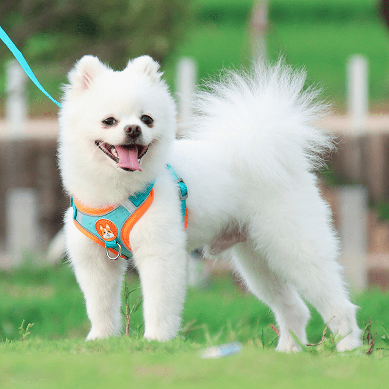 Dog Reflective Leashes and Harnesses Set Outdoor Wear - PIKAPIKA
