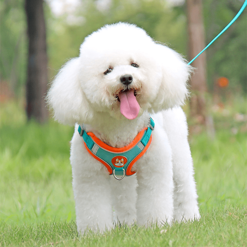 Dog Reflective Leashes and Harnesses Set Outdoor Wear - PIKAPIKA