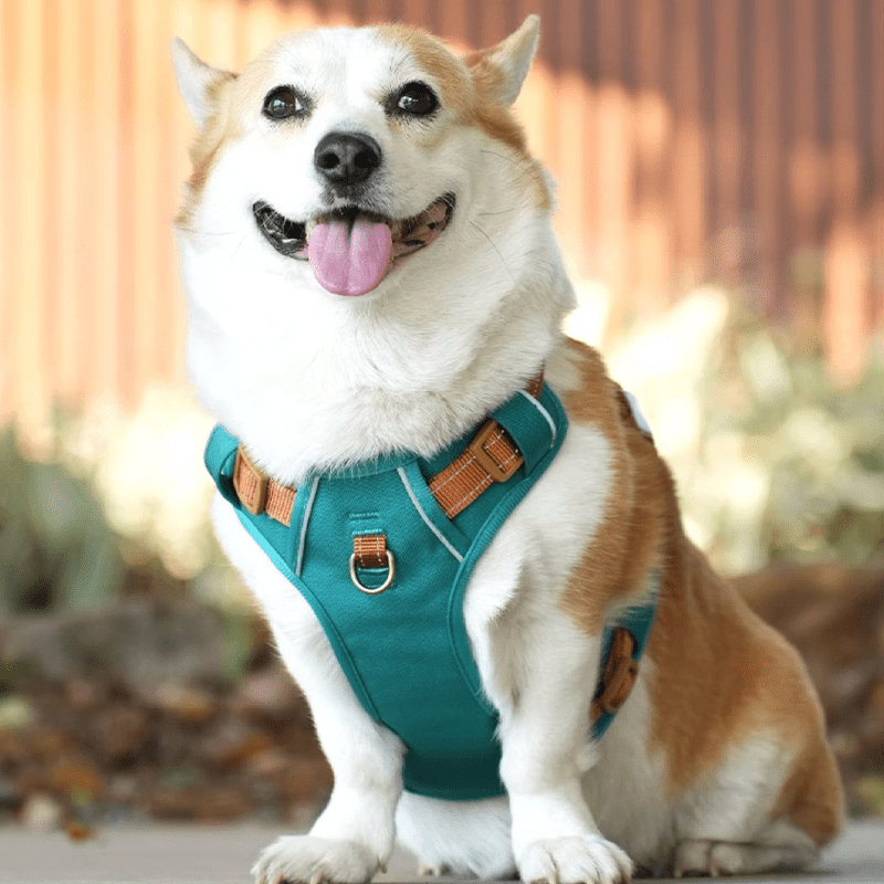 Dog Walking Harness Escape - Proof Handle Outdoor Gear - PIKAPIKA
