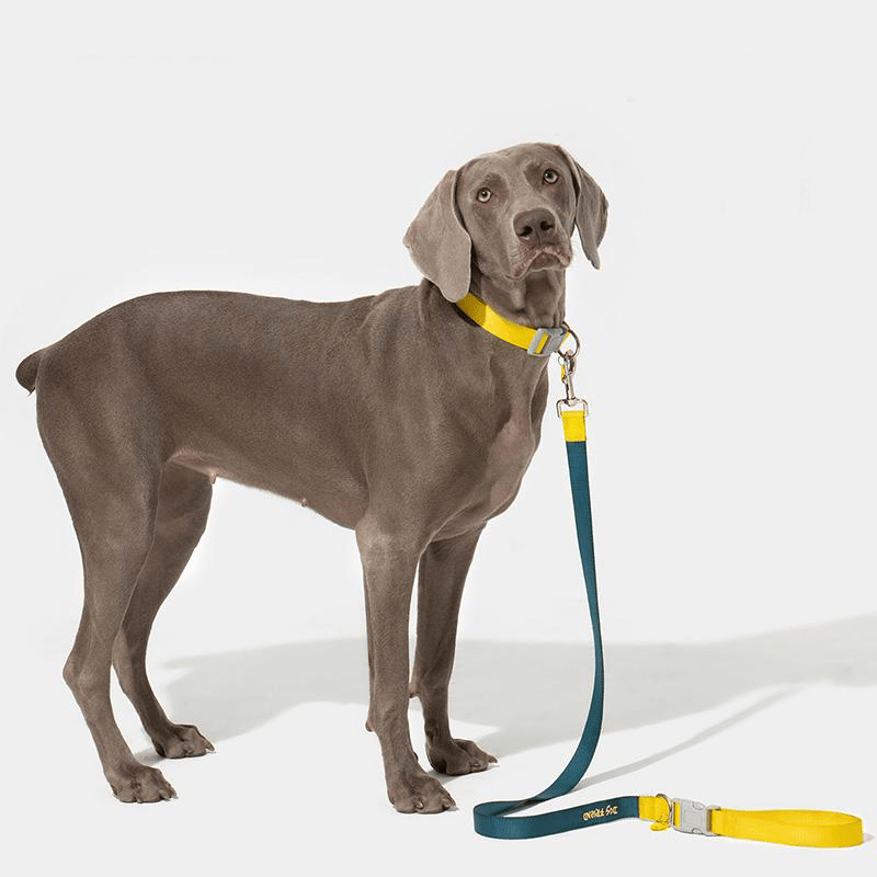 Dog Walking Kit Reflective Adjustable Collar with Leash - PIKAPIKA