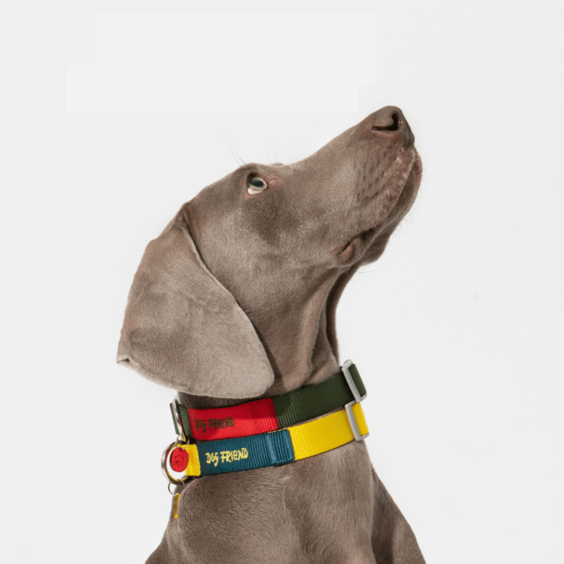 Dog Walking Kit Reflective Adjustable Collar with Leash - PIKAPIKA