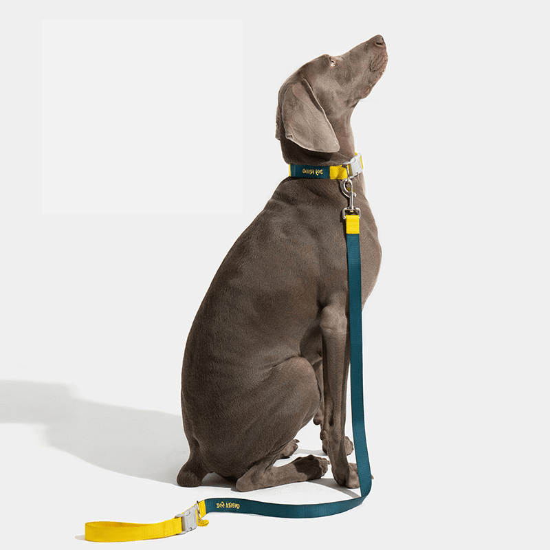 Dog Walking Kit Reflective Adjustable Collar with Leash - PIKAPIKA