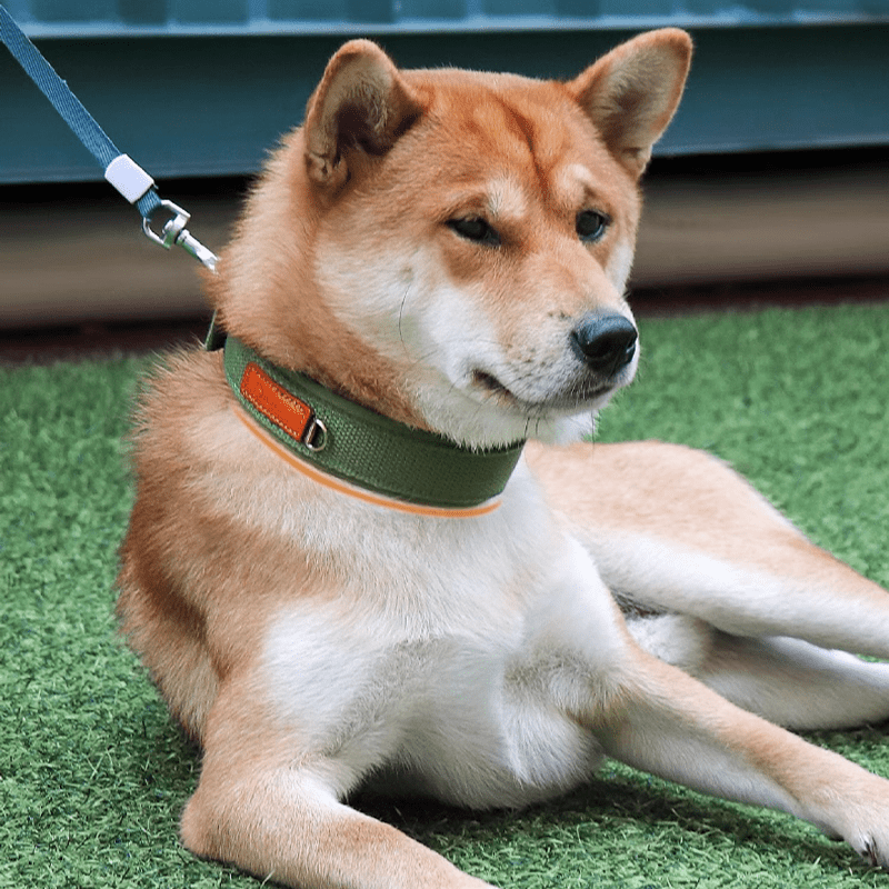 Durable Adjustable Dog Collar Pet Necklace with ID Tag - PIKAPIKA