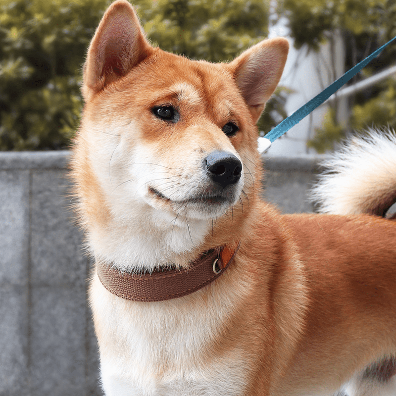 Durable Adjustable Dog Collar Pet Necklace with ID Tag - PIKAPIKA