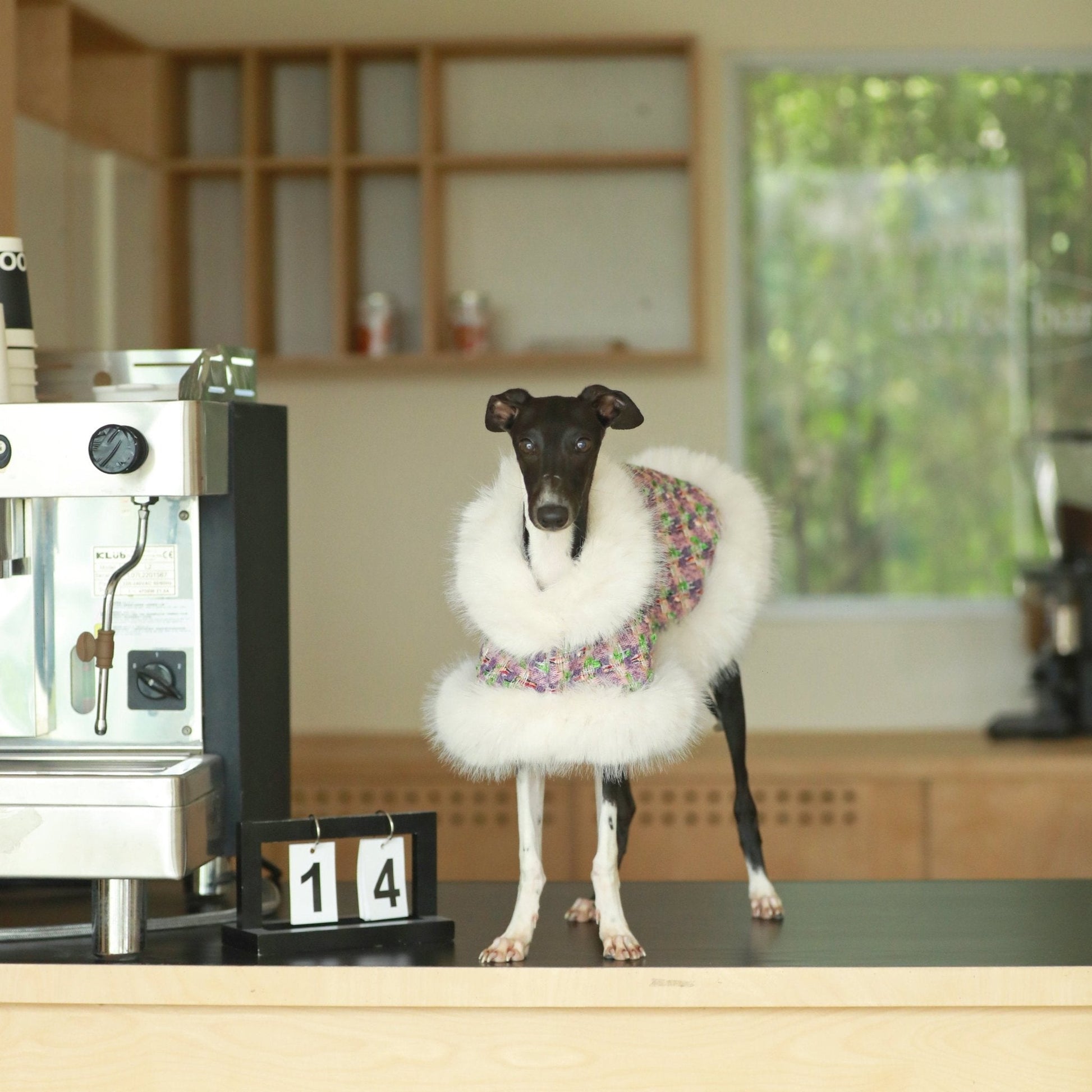 Elegant Cape Style Cloak for Whippet Italian Greyhound Winter Wea - PIKAPIKA