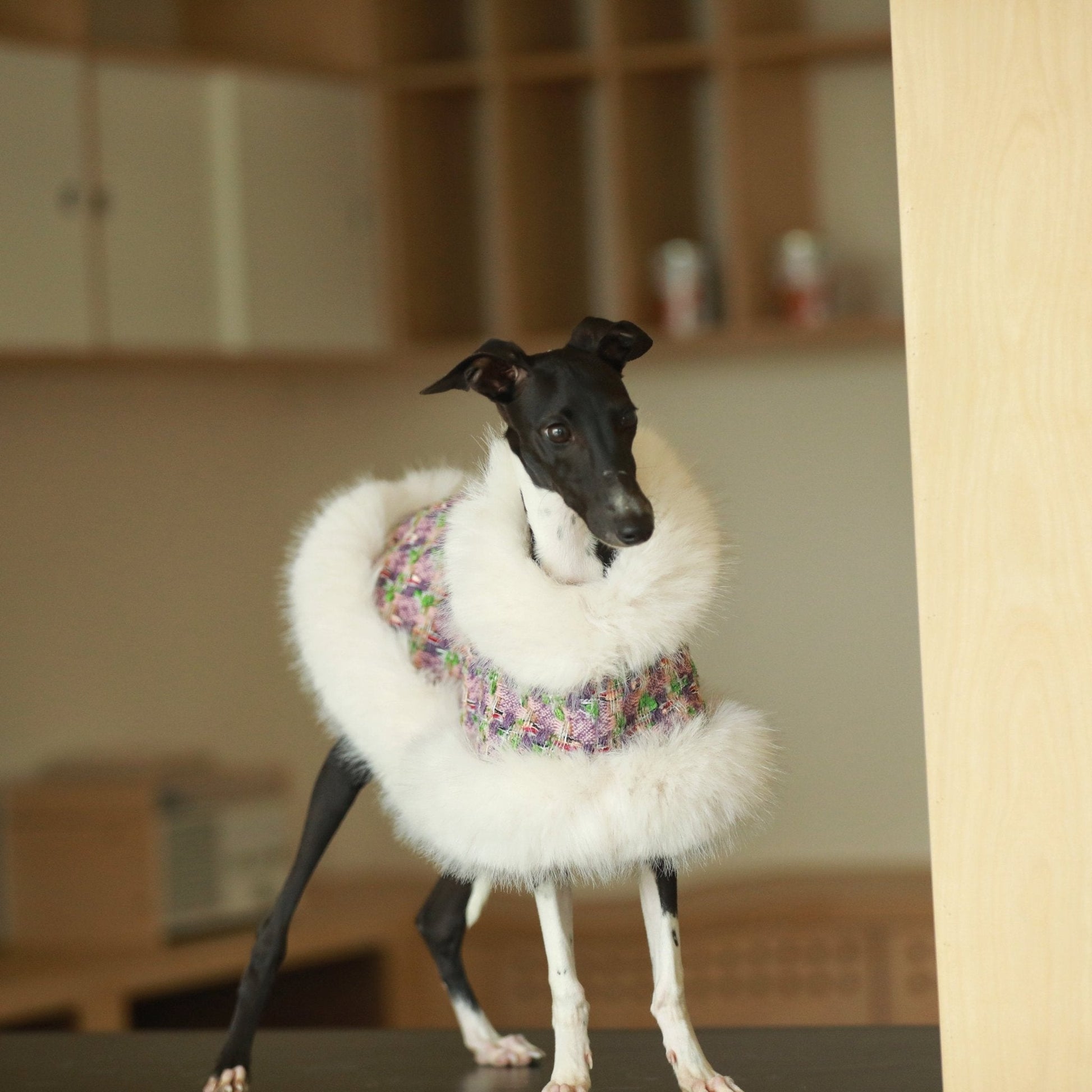 Elegant Cape Style Cloak for Whippet Italian Greyhound Winter Wea - PIKAPIKA