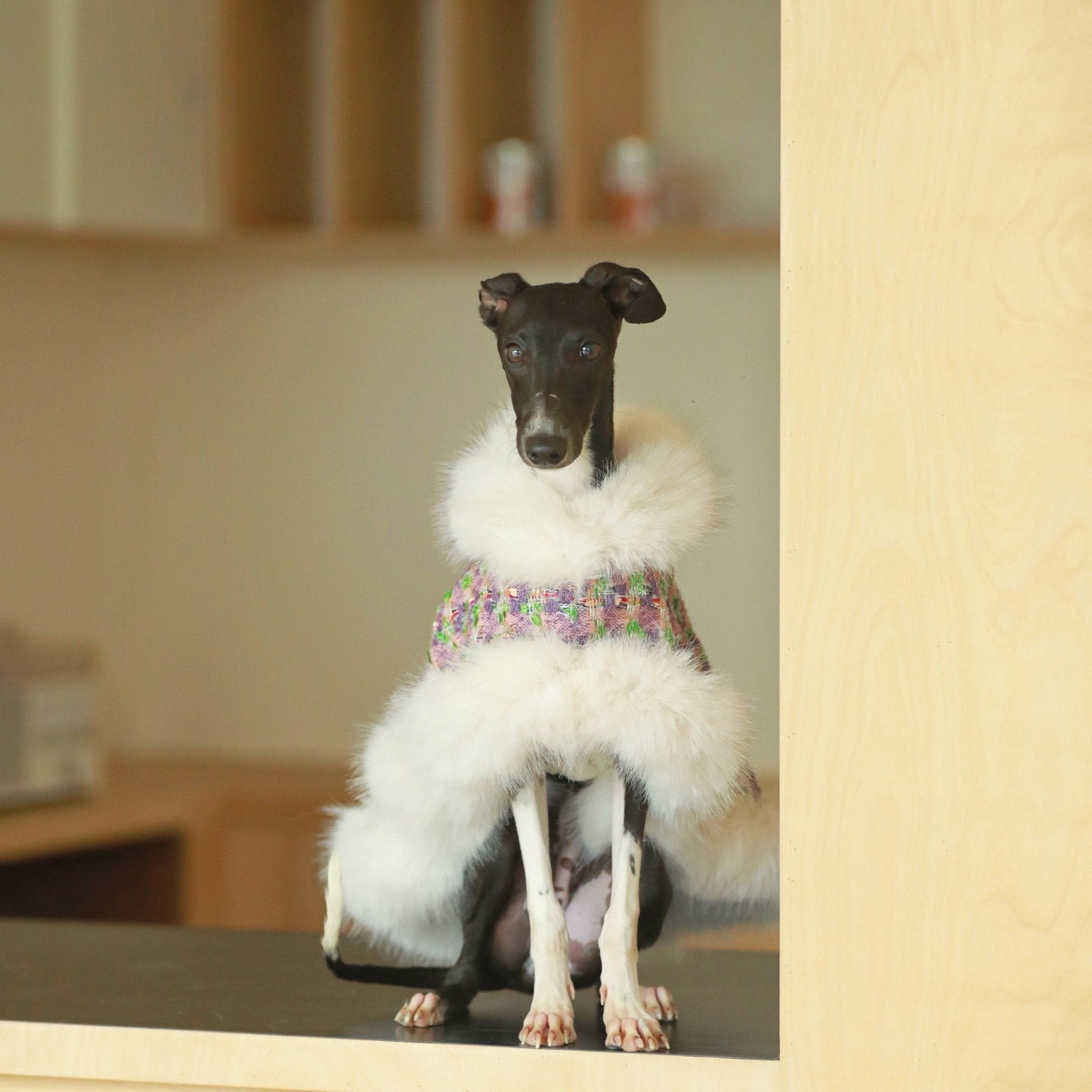 Elegant Cape Style Cloak for Whippet Italian Greyhound Winter Wea - PIKAPIKA