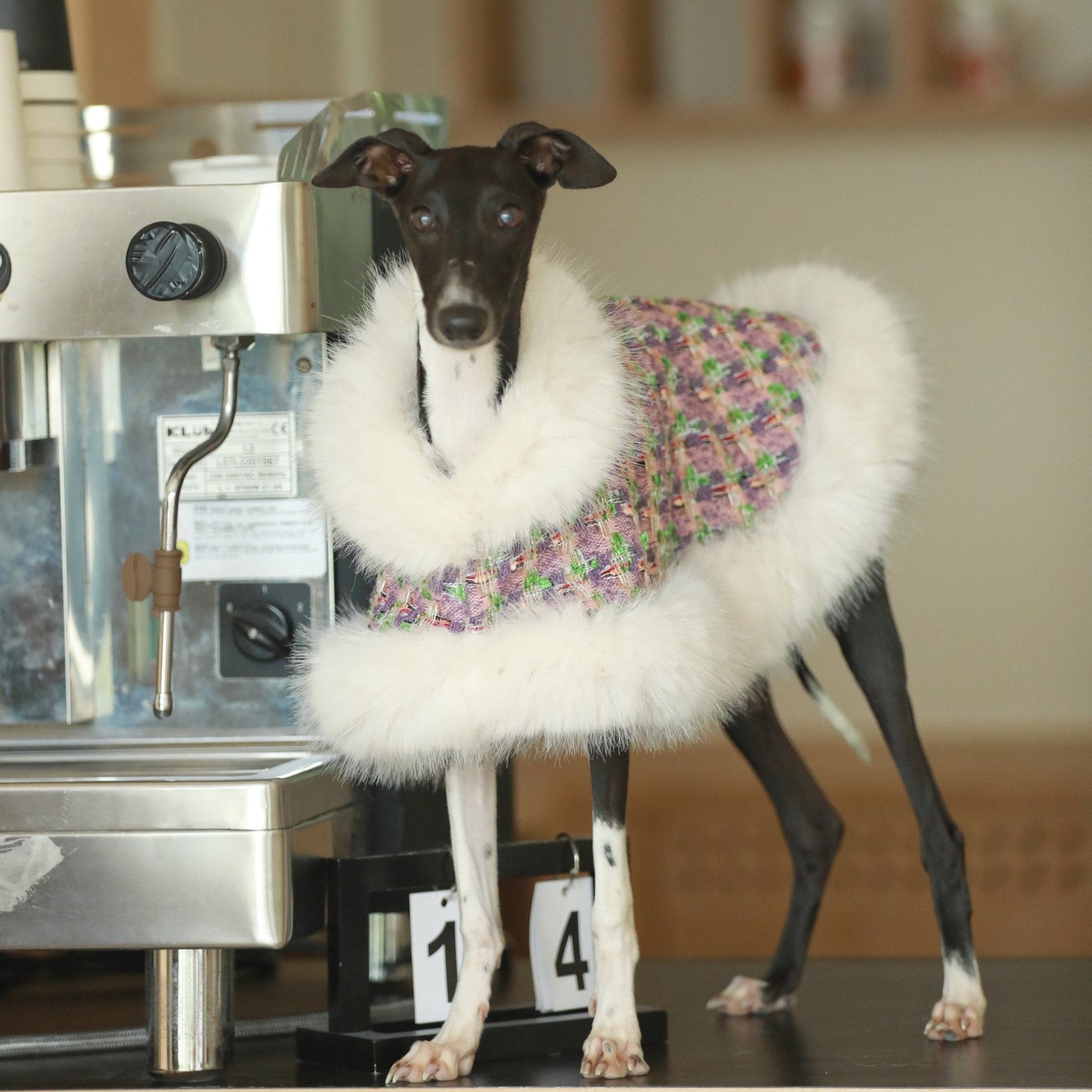 Elegant Cape Style Cloak for Whippet Italian Greyhound Winter Wea - PIKAPIKA