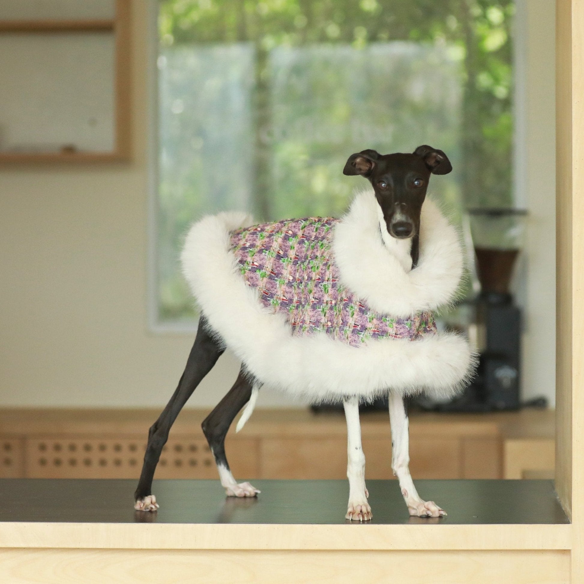 Elegant Cape Style Cloak for Whippet Italian Greyhound Winter Wea - PIKAPIKA