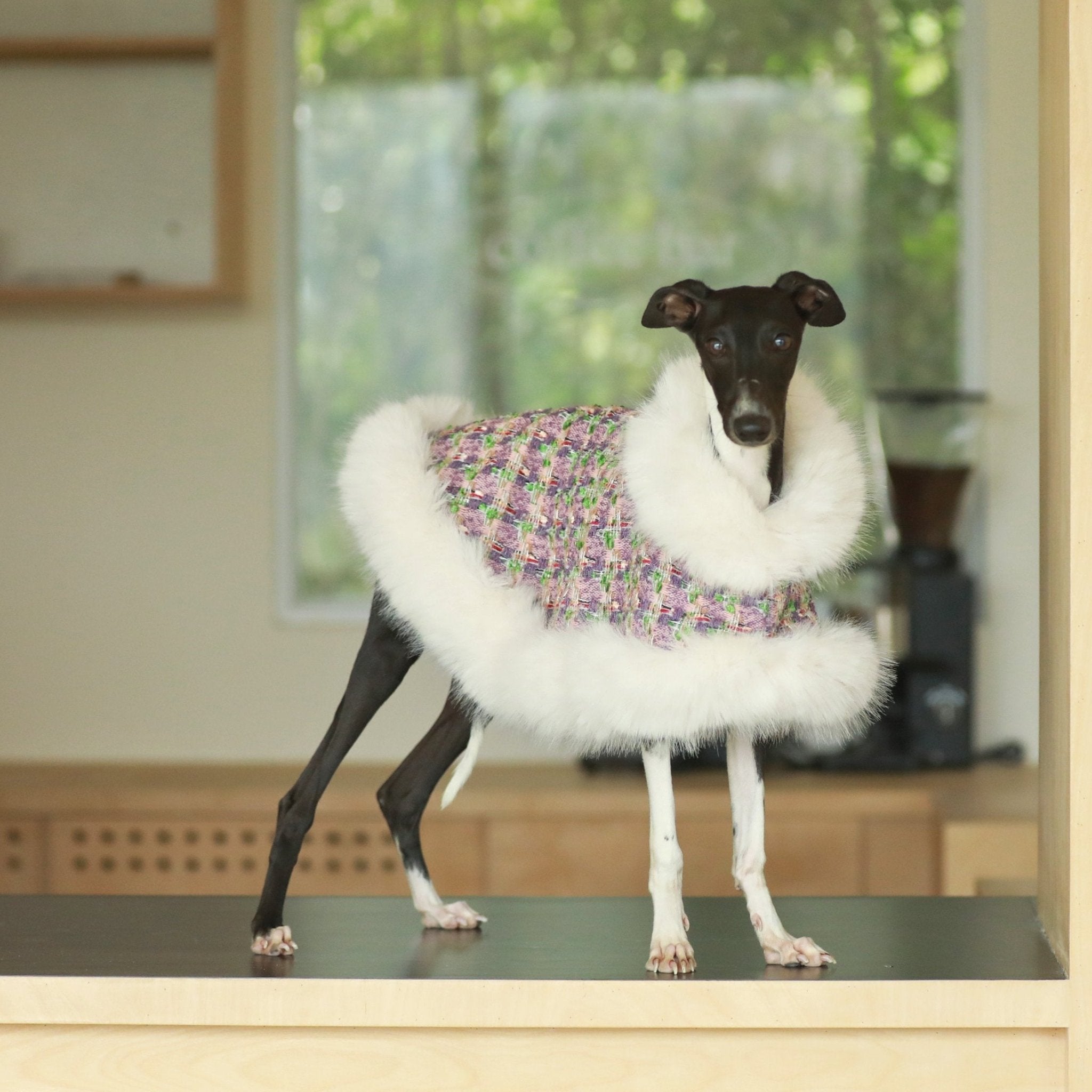 Elegant Cape Style Cloak for Whippet Italian Greyhound Winter Wea - PIKAPIKA
