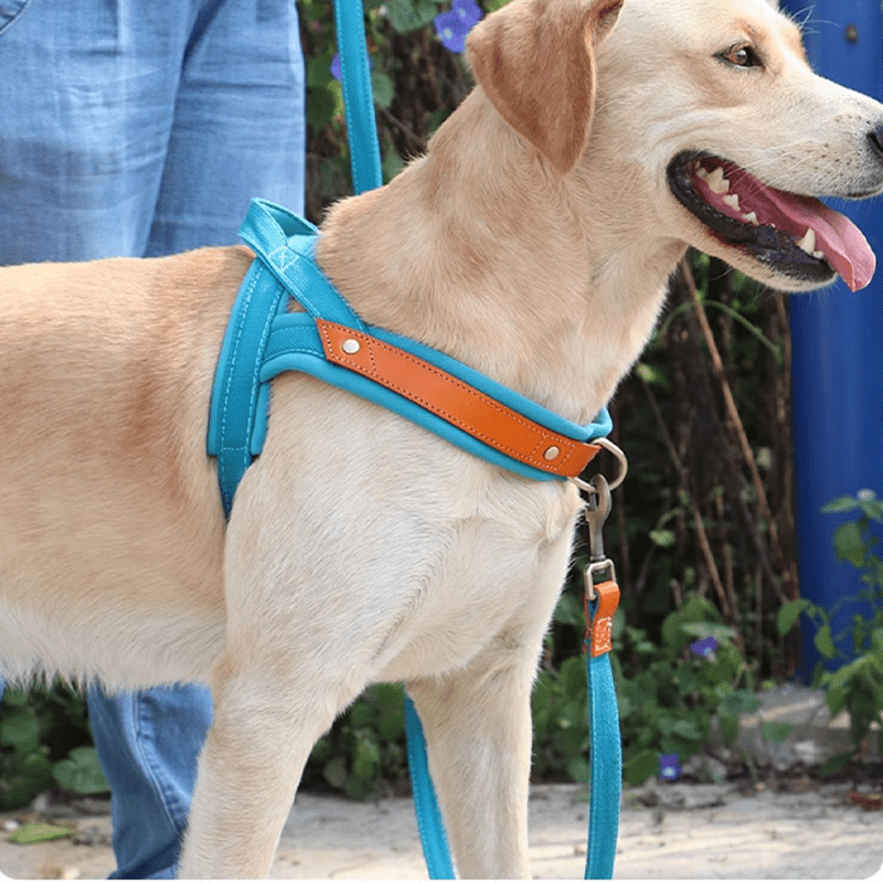 Essential Dog Harness No Pull Vest - Style Double - Clip Control with Leashes - PIKAPIKA