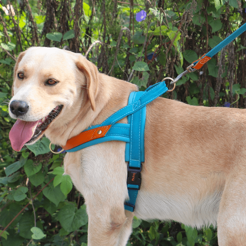 Essential Dog Harness No Pull Vest - Style Double - Clip Control with Leashes - PIKAPIKA