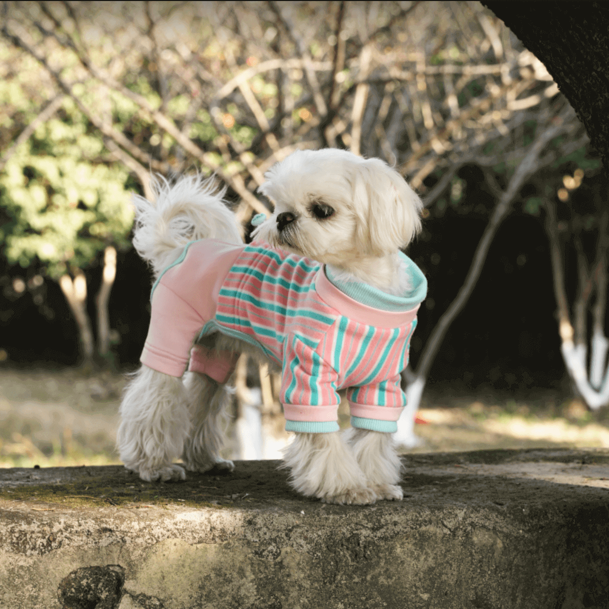 Striped Dog Recovery Suit – Soft Protective Onesie for Pets