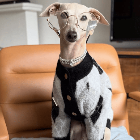 Faux Mink Cardigan Dog Sweater Knit Plush for Italian Greyhound Clothes - PIKAPIKA
