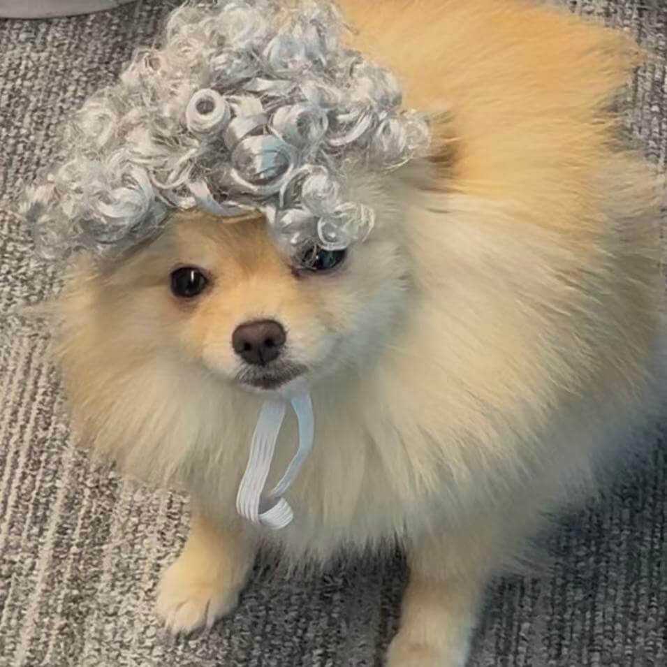 Small Pet Wig Grey Afro | Halloween Cosplay Costume Prop | Funny Dog & Cat Headwear