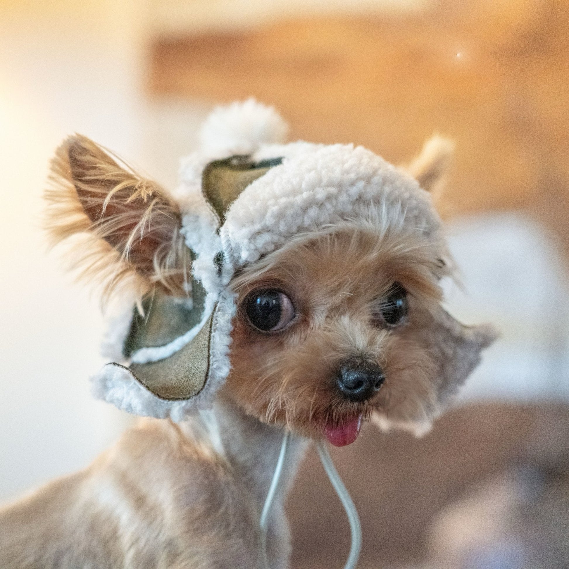 Fleece Lined Pilot Hat with Ear Holes for Toy Dogs - PIKAPIKA