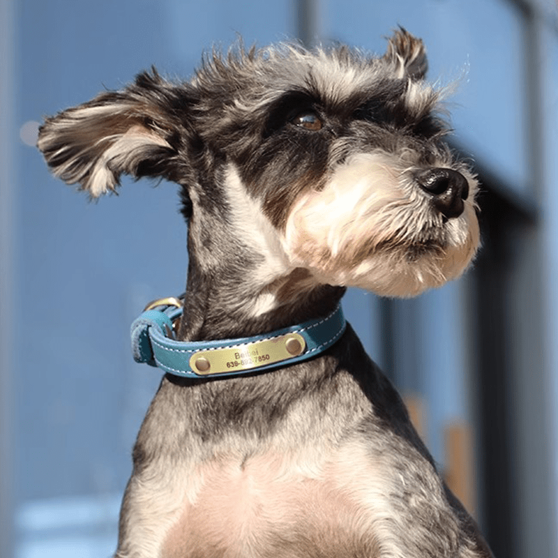 Genuine Leather Anti - Lost Engraved Dog Collar Custom ID Tag for Small Medium Dogs - PIKAPIKA