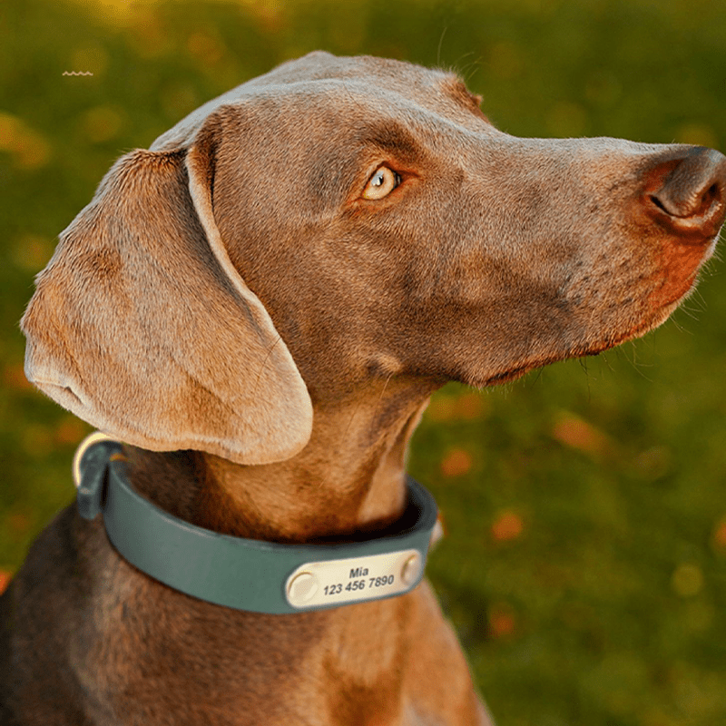 Genuine Leather Dog Collar Strong Durable Neck Strap for Medium Big Dogs - PIKAPIKA