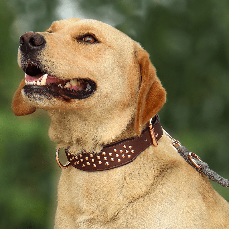 Genuine Leather Studded Dog Collar Anti - Bite Durable Neck Strap for Large Dogs - PIKAPIKA