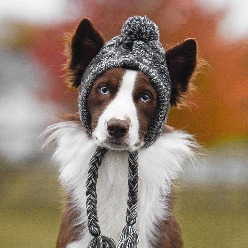 Hand Made Knitting Dog Hat - PIKAPIKA