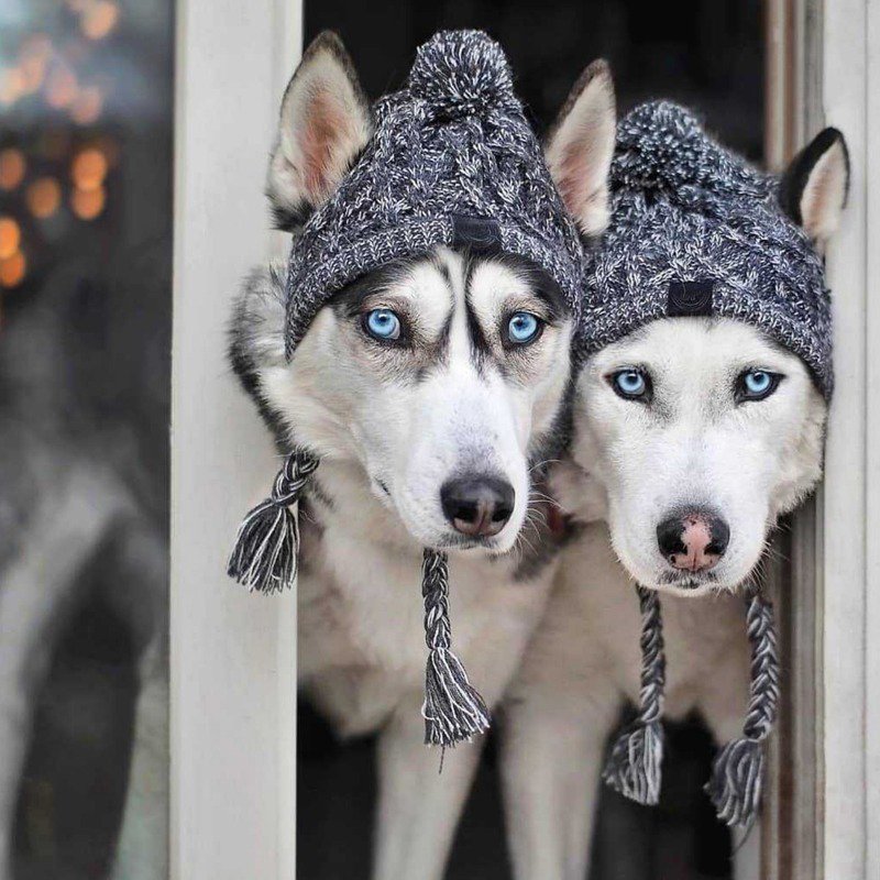 Hand Made Knitting Dog Hat - PIKAPIKA