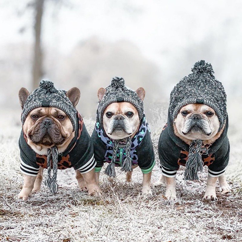 Hand Made Knitting Dog Hat - PIKAPIKA