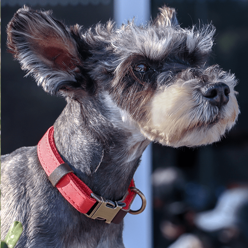 Handmade Leather Engraved Anti - Lost Dog Collar for Medium Large Dogs - PIKAPIKA