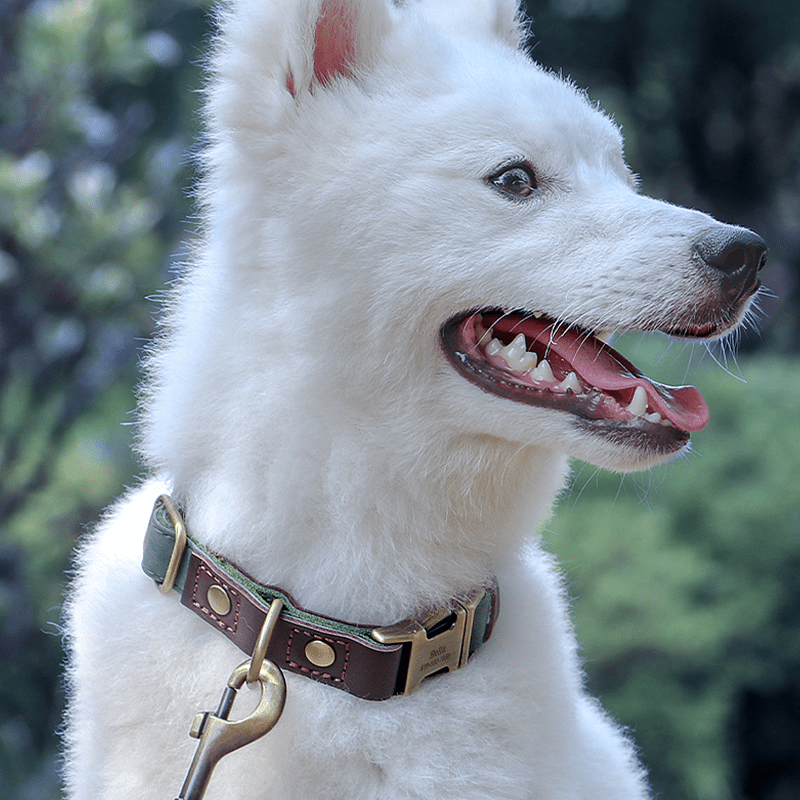 Handmade Leather Engraved Anti - Lost Dog Collar for Medium Large Dogs - PIKAPIKA