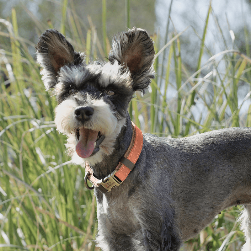 Handmade Leather Engraved Anti - Lost Dog Collar for Medium Large Dogs - PIKAPIKA