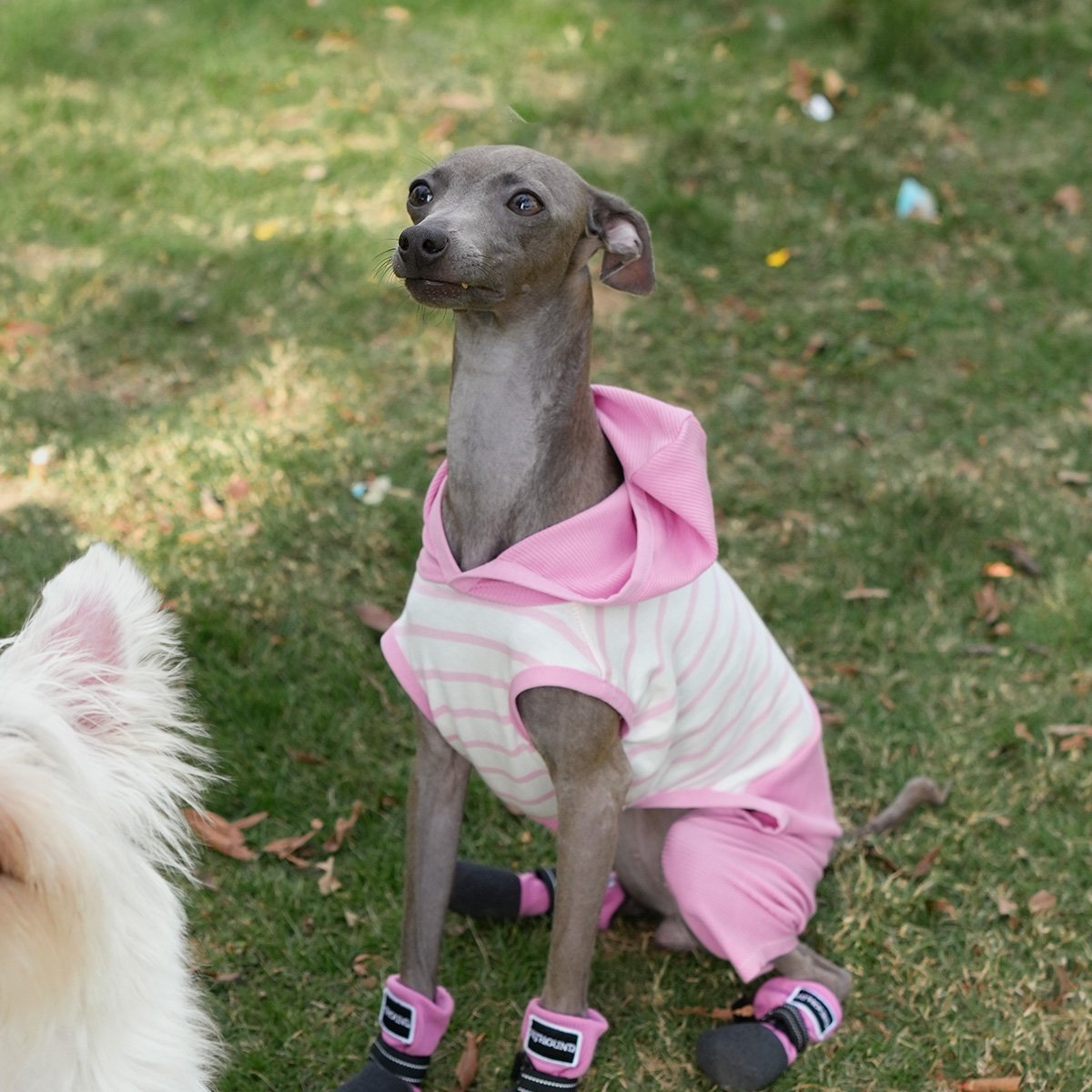 Hooded Striped Vest for Dogs Lightweight Spring Summer Wear for Sighthounds - PIKAPIKA