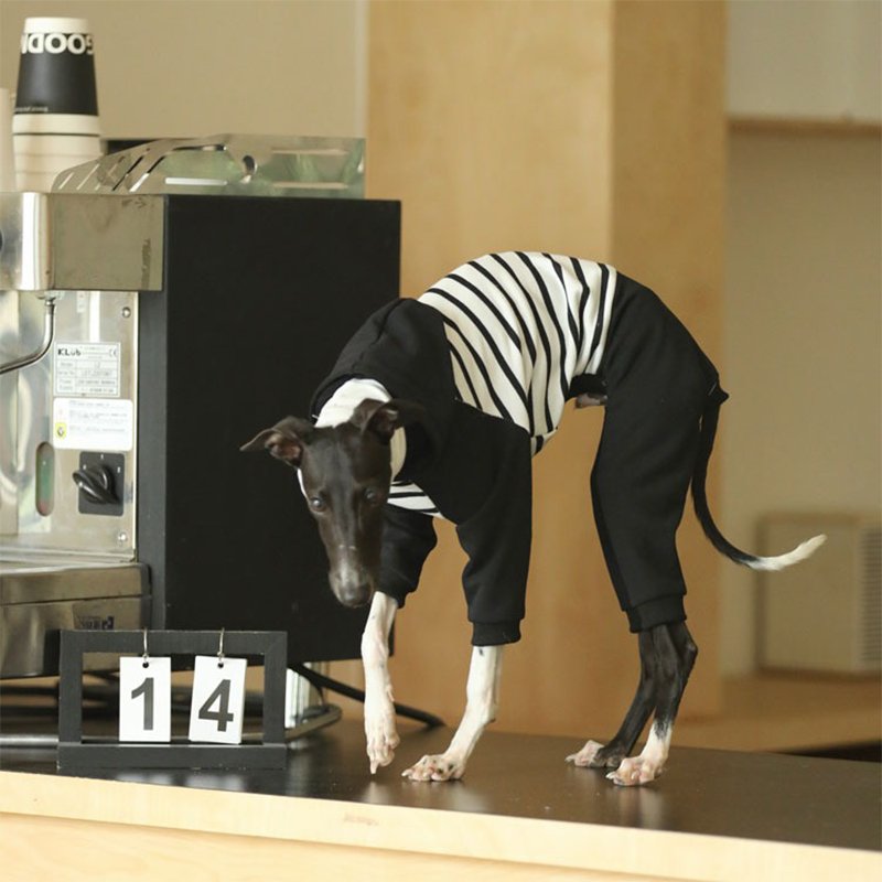 Hoodie Onesie Italian Greyhound Whippet Dog Clothes - PIKAPIKA