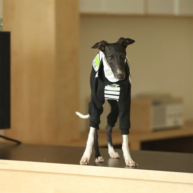 Hoodie Onesie Italian Greyhound Whippet Dog Clothes - PIKAPIKA