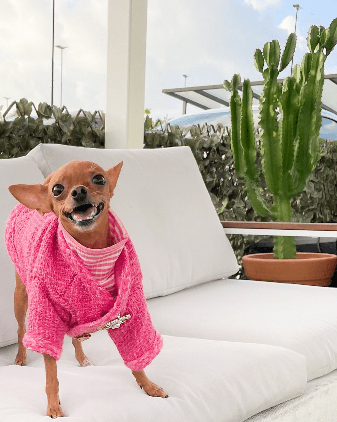 Hot Likes Tweed Style Jacket Warm Dog Clothes Chihuahua - PIKAPIKA