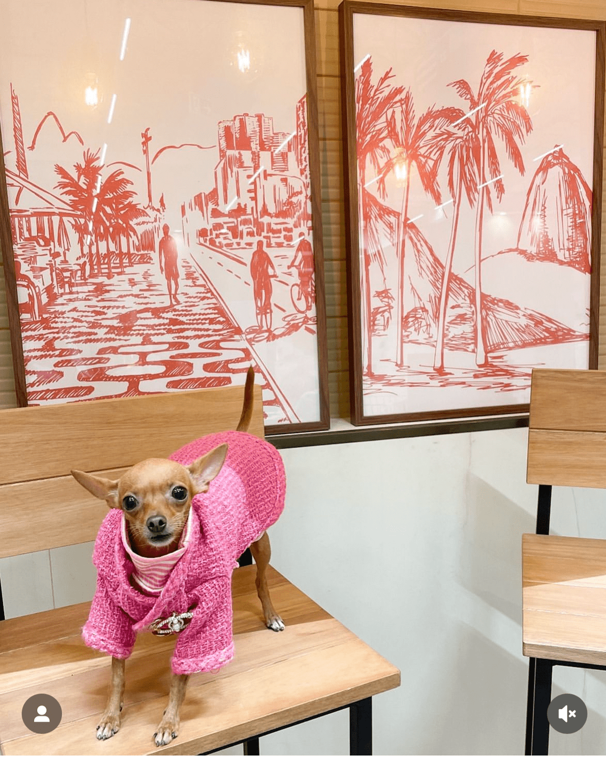 Hot Likes Tweed Style Jacket Warm Dog Clothes Chihuahua - PIKAPIKA