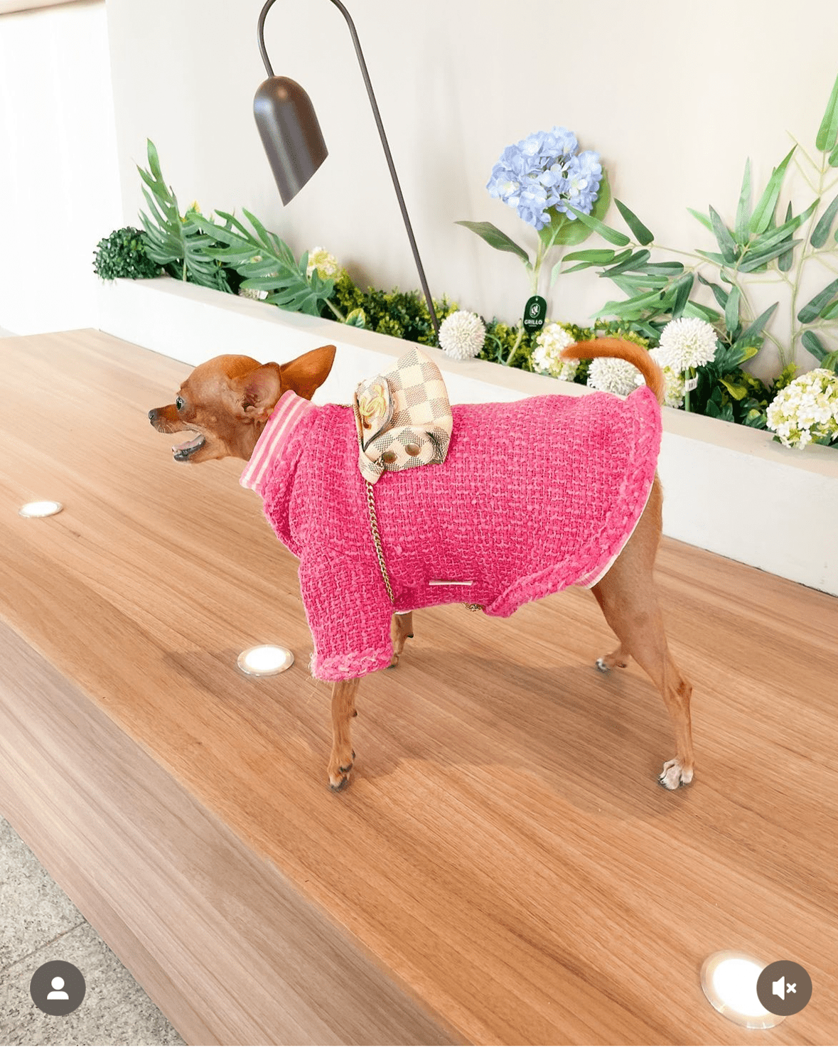 Hot Likes Tweed Style Jacket Warm Dog Clothes Chihuahua - PIKAPIKA