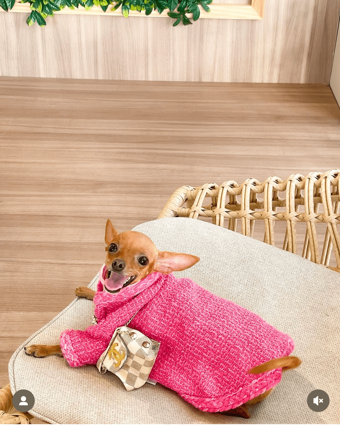 Hot Likes Tweed Style Jacket Warm Dog Clothes Chihuahua - PIKAPIKA