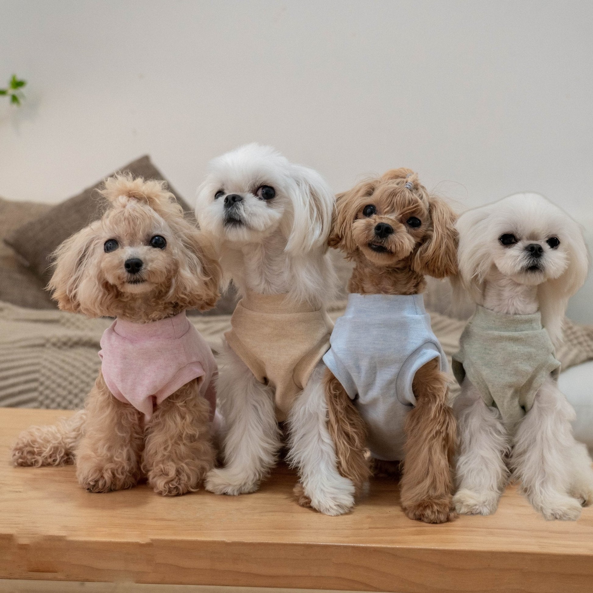 Hypoallergenic Baby Soft Vest for Toy Dogs - PIKAPIKA