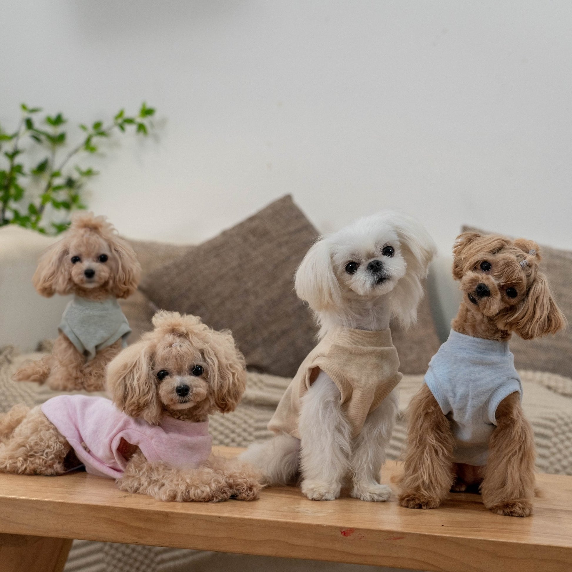 Hypoallergenic Baby Soft Vest for Toy Dogs - PIKAPIKA