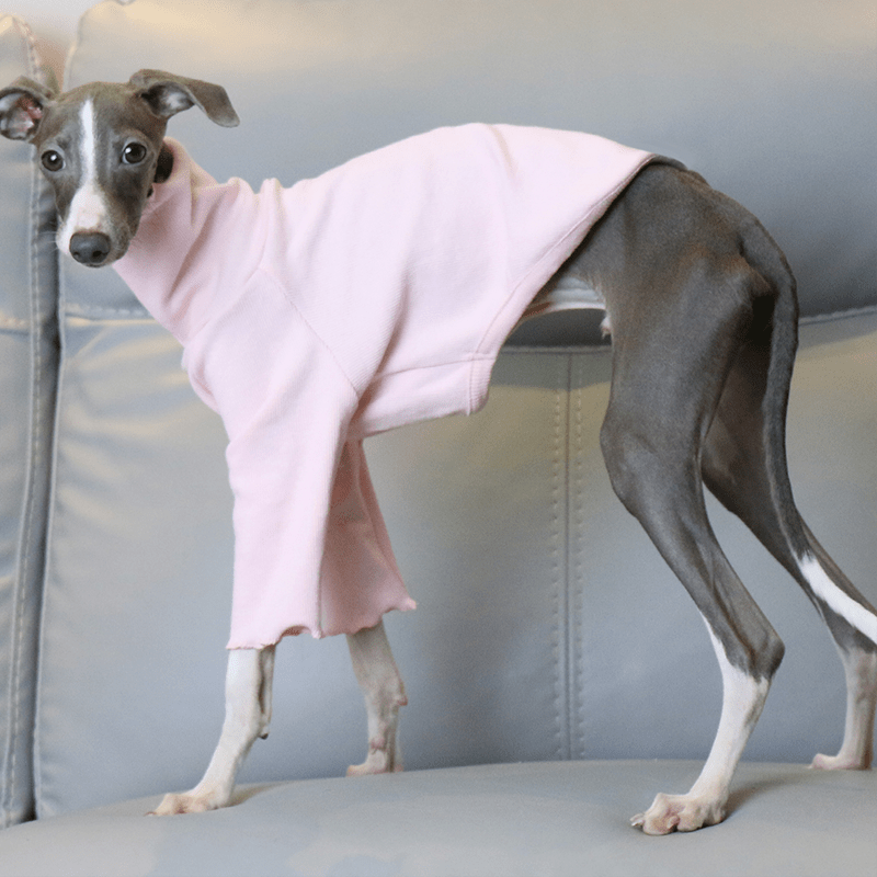 Italian Greyhound Dog Clothes Underlayer Shirts High Neck - PIKAPIKA