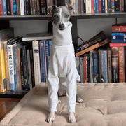 Italian Greyhound Dog Clothes Underlayer Shirts High Neck Soft Touch - PIKAPIKA