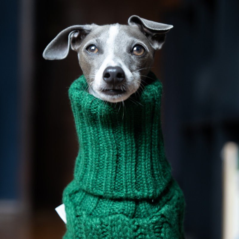 Italian Greyhound Dog Sweater Cable Knit Clothes - PIKAPIKA