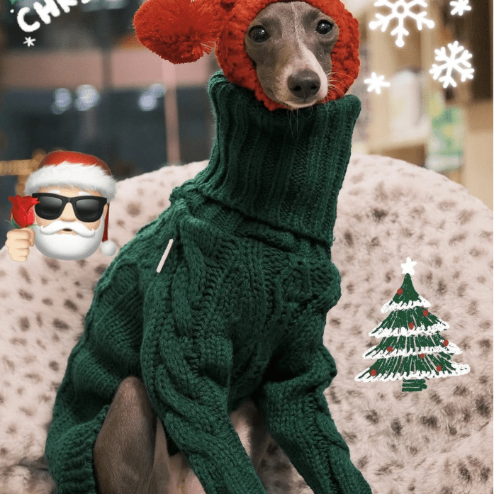 Italian Greyhound Dog Sweater Cable Knit Clothes - PIKAPIKA