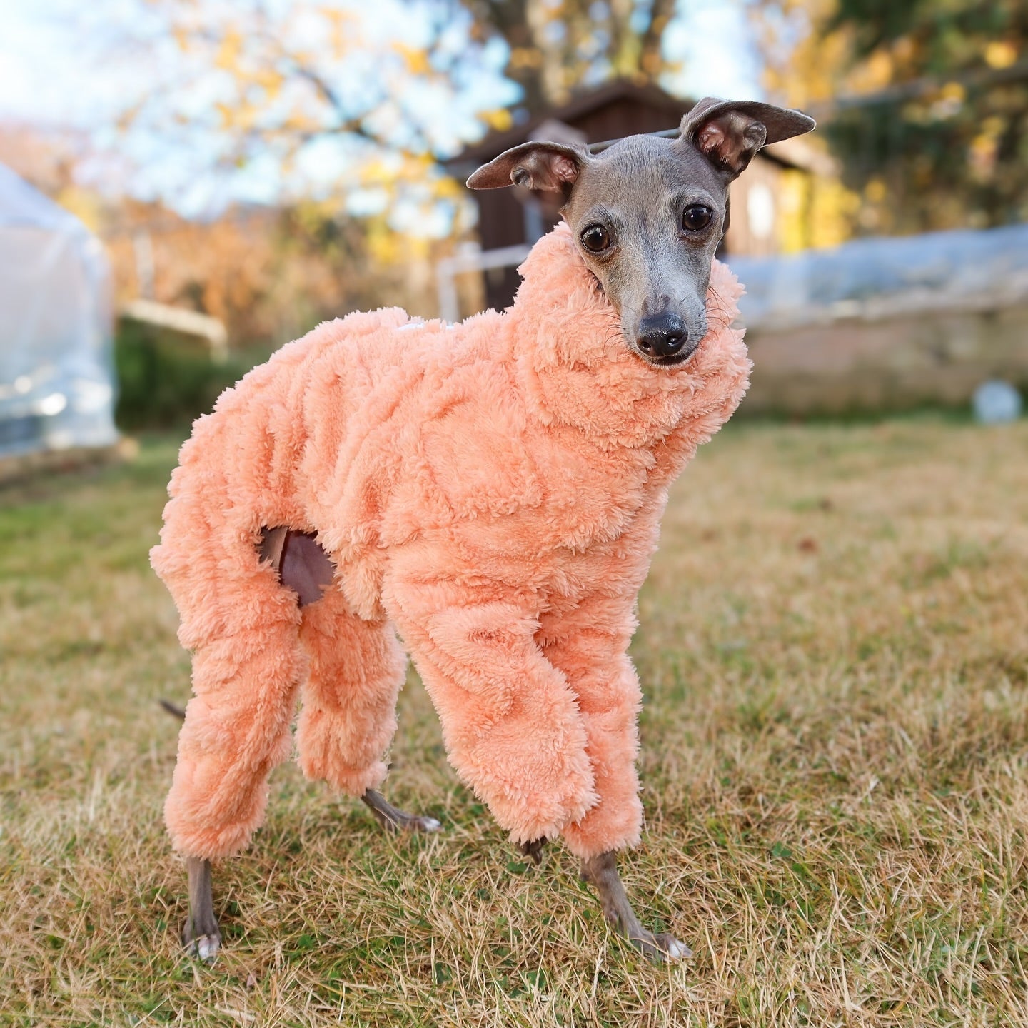 Italian Greyhound Onesies Double Fleece Thick Whippet Dog Clothing Orange - PIKAPIKA
