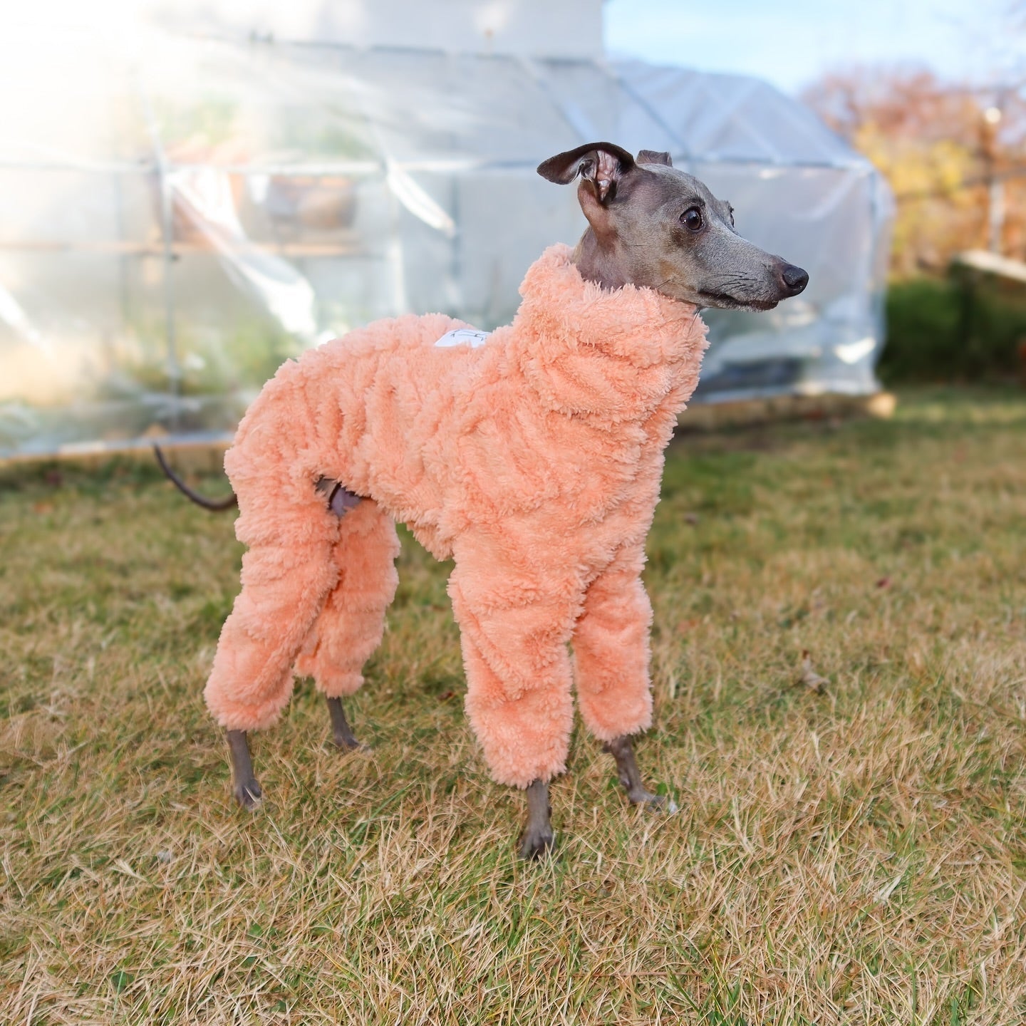 Italian Greyhound Onesies Double Fleece Thick Whippet Dog Clothing Orange - PIKAPIKA
