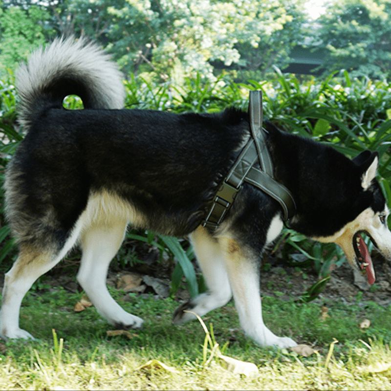 Large Dog Harness Collar Set No - Pull Anti - Escape Handle - PIKAPIKA