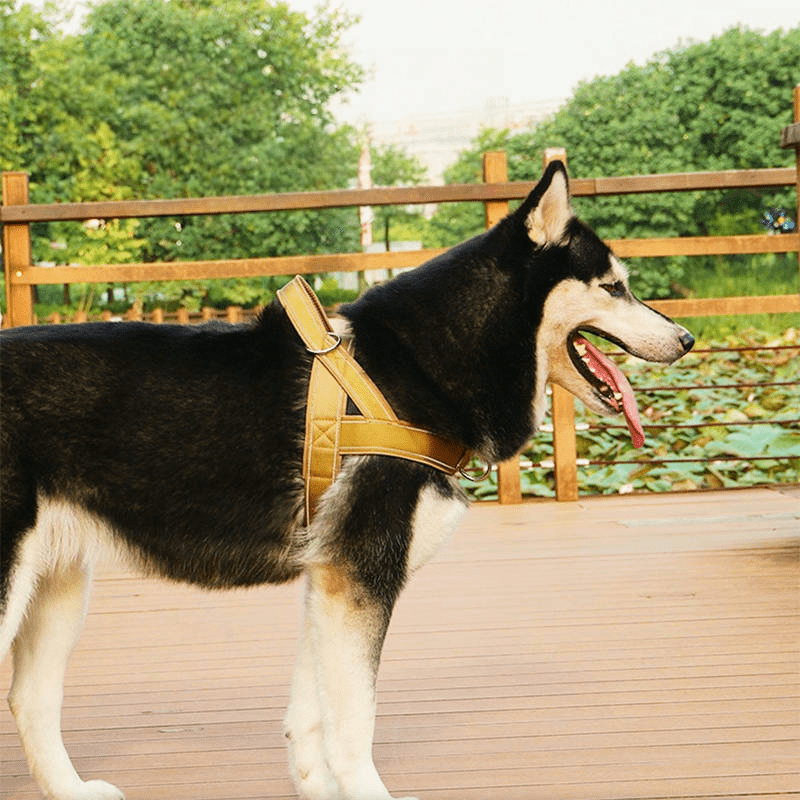 Large Dog Harness Collar Set No - Pull Anti - Escape Handle - PIKAPIKA